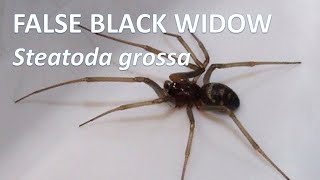 False Black Widow Brown House Spider  Steatoda grossa narrated video [upl. by Jarad]