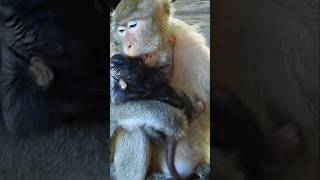 Monkey Mom bites newborn baby😱😭💔 [upl. by Riancho629]