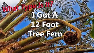 Is It a Cyathea or a Dicksonia 12 Foot Australian Tree Fern  How Will This Fit in My Garden [upl. by Glanti]