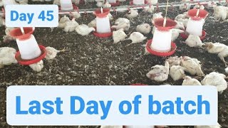 Day 45 of Broiler Poultry Farming  Broiler Chicken Farming [upl. by Kylie]