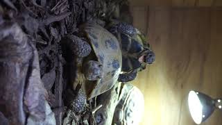 Russian tortoise mating [upl. by Iaverne]