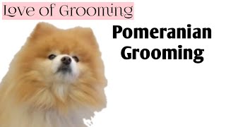 Grooming a Pomeranian [upl. by Eelyek]