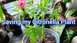 Saving My Citronella Plant [upl. by Bridget]