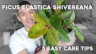 Ficus Elastic Shivereana  5 Easy Care Tips [upl. by Inalaehon369]