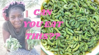 Mopane worms harvest in Namibia will shock you namibianyoutuber namibian youtuber [upl. by Zingale]