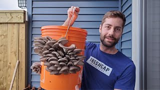 Grow Mushrooms at Home In A 5 Gallon Bucket Easy  No Sterilization [upl. by Menis942]