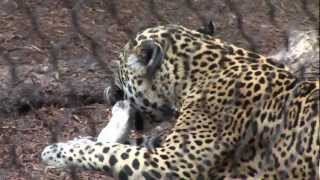 Lions Tigers and other Carnivores Snack on Bones and Rats [upl. by Llerad339]