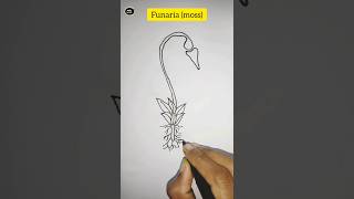 Funaria diagramपृथ्वी का पहला पौधा mosses viral ytshorts drawing science viralvideo diagram [upl. by Mochun]