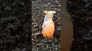 Creepy Parasite Turns Snails 🐌🪱 Into Disco Zombies animals insects snail [upl. by Rogovy]