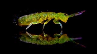 Springtails in Aquariums  The Best Fish Food [upl. by Wallace762]