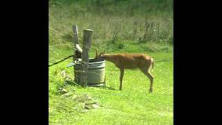 Deer drinking out of water trough [upl. by Asha227]