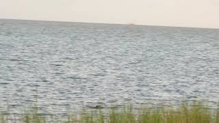 Sentinel alligator at Aransas Wildlife Refuge August 2021 [upl. by Eul]