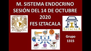 M Sistema Endocrino Sesión del Miércoles 14 de Octubre 2020 [upl. by Lalat630]