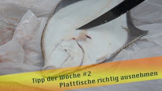 Tipp der Woche 2 Plattfische richtig ausnehmen [upl. by Maker]