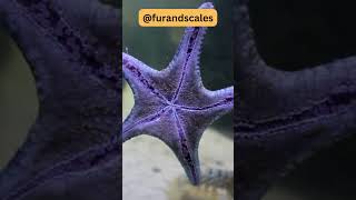 Starfish From Regeneration to Feeding Methods [upl. by Akcir]