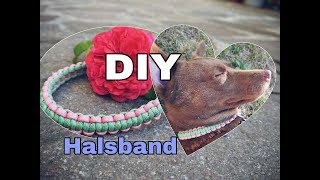 DIY Halsband aus Paracord  Zugstopphalsband  Halsband selbst machen [upl. by Dietrich]