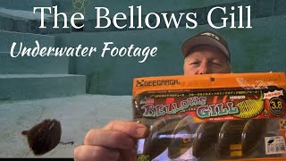 The Bellows Gill Underwater Footage [upl. by Llain]