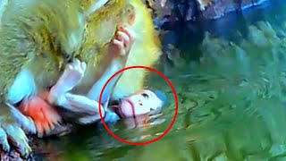 Breaking News Cutest Baby Monkey drown in the river [upl. by Aihsekan703]