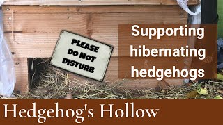 Caring for hibernating hedgehogs  Hedgehogs Hollow shorts [upl. by Anelis]