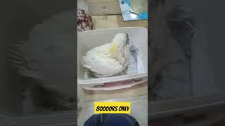 Cockatoo Bird Price in India 2024  MustWatch 🕊️ [upl. by Sclar]