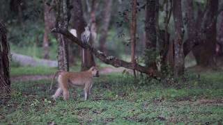 Baboon attacks vervet monkey then pretends nothing happened [upl. by Inaluiak]