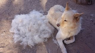 FURminator  Product Review [upl. by Drawyah856]