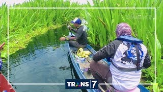 MANCING MANIA  KERANDANG AIR HITAM 24916 32 [upl. by Nageek]