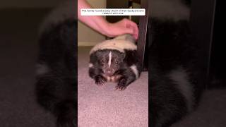 This family found a baby skunk in their backyard and raised it with love animalshorts [upl. by Ellehsar]