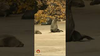 Adorable CloseUp of a Newborn Seal Pup Discovery Time [upl. by Cassandra245]