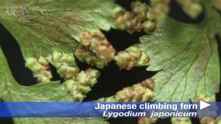 Japanese climbing fern Lygodium japonicum [upl. by Hamner]