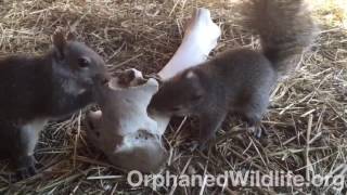 Squirrel gnawing on bones [upl. by Lekar353]