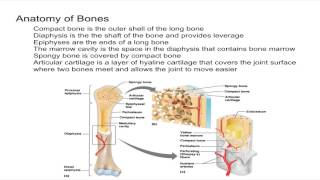 Anatomy of Bones [upl. by Etnoval]