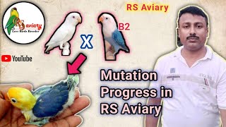 Lovebird Mutation Progress in RS Aviary ❤️ [upl. by Margalit]