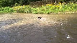 Pudelpointer Maximilian at the creek [upl. by Rumpf]