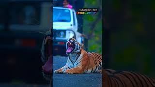 female Tiger Roma Road block  Tadoba [upl. by Darin774]