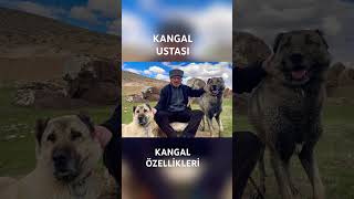 KANGAL TEK BAŞINA KURT YIKABİLİR Mİ  shorts dogs [upl. by Ruttger]