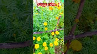 ମୋଫୁଲବଗିଚା🥰❤️garden gardeningflowersbeautiful naturevlogodiacover odiasongsytodiamusic [upl. by Chamberlain521]