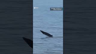 A minke whale was spotted breaching off the Isle of Skye [upl. by Neetsyrk]