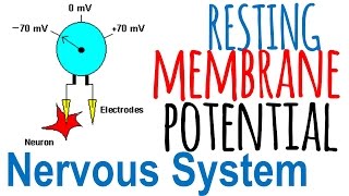 Resting membrane potential of a neuron [upl. by Kort345]