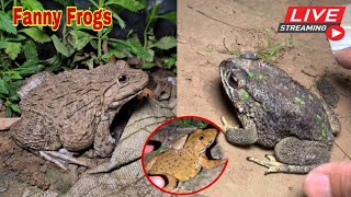 🐸Boing boing catching froggy funny  wep wep catch frogs make you laugh fannyvideo frog shorts 12 [upl. by Weksler]