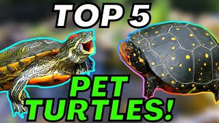 My TOP 5 BEST PET TURTLES [upl. by Enom]