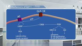 GLP1 New Drug RampD Service Mechanisms of GLP1 [upl. by Niveek]