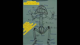 Skeleton of frogDiagram of Rana tigrinalabelled diagram of frogAmphibianBiologysciencestudents [upl. by Avraham897]