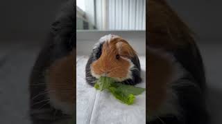 ASMR Guinea Pig style by Pepa ❤️✨ petterguinea petterisbetterlifeforyourpet petterhotel [upl. by Xel]