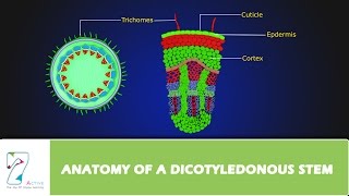 ANATOMY OF A DICOTYLEDONOUS STEM [upl. by Kwarteng]