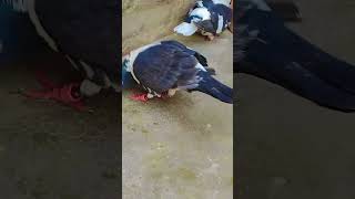 foryou trending trend pigeon bird pigeonlover viralreels song short shortsviral love 💥💥💥💥 [upl. by Attenna]