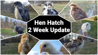 2 Week Update for our HenOnly Hatch [upl. by Anoved]