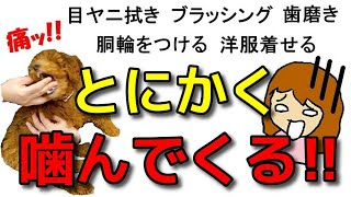 【犬 しつけ 噛み癖甘噛み】目ヤニ拭き、ブラッシング！首輪や胴輪をつける時に噛んでくる時はこの練習をして下さい！新！遠藤エマチャンネル【犬のしつけ＠横浜】 [upl. by Eeryk]