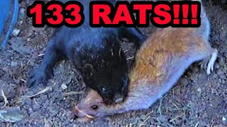 Mink and Dogs OBLITERATE 133 Rats [upl. by Avlem]