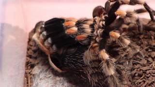 Time lapse tarantula molting B smithi watch in HD [upl. by Auqenehs]